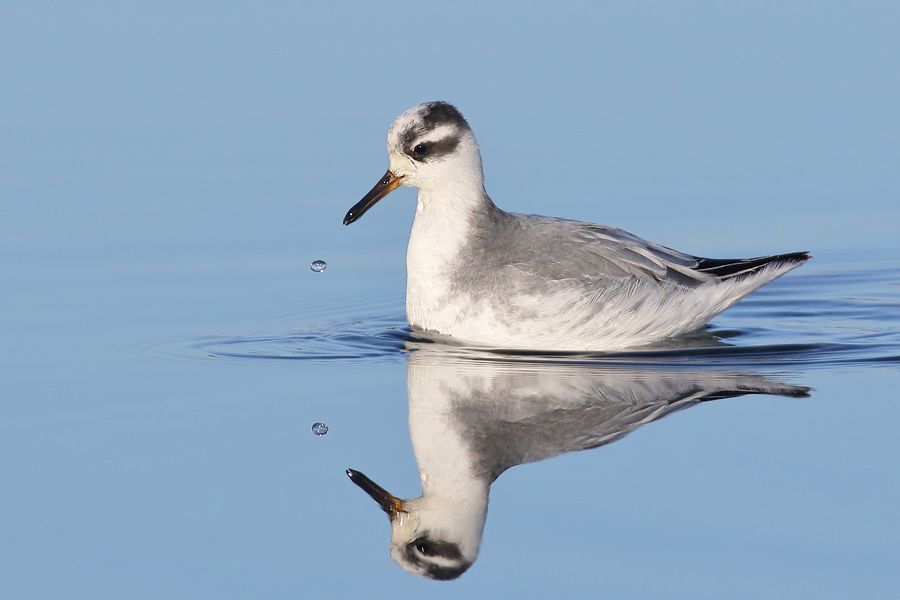 IMAGE: http://img.photobucket.com/albums/v111/joe47/7D2_2275%20b%20900%20b.jpg~original