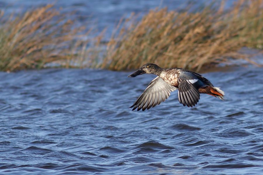 IMAGE: http://img.photobucket.com/albums/v111/joe47/7D2_2357%20b%20900.jpg~original