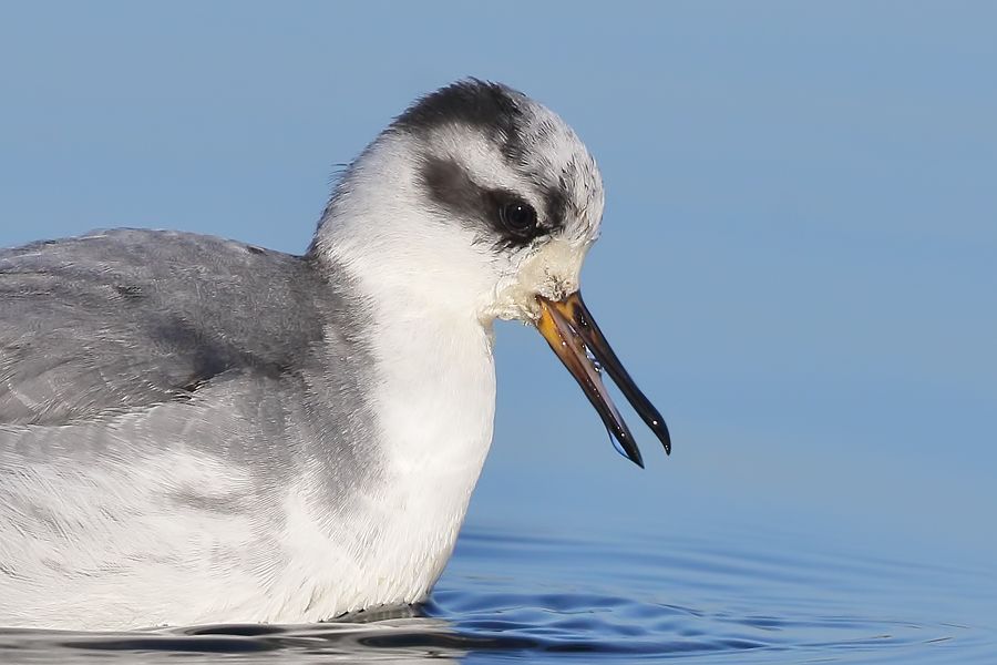 IMAGE: http://img.photobucket.com/albums/v111/joe47/7D2_2363%20b%20900%20b.jpg~original