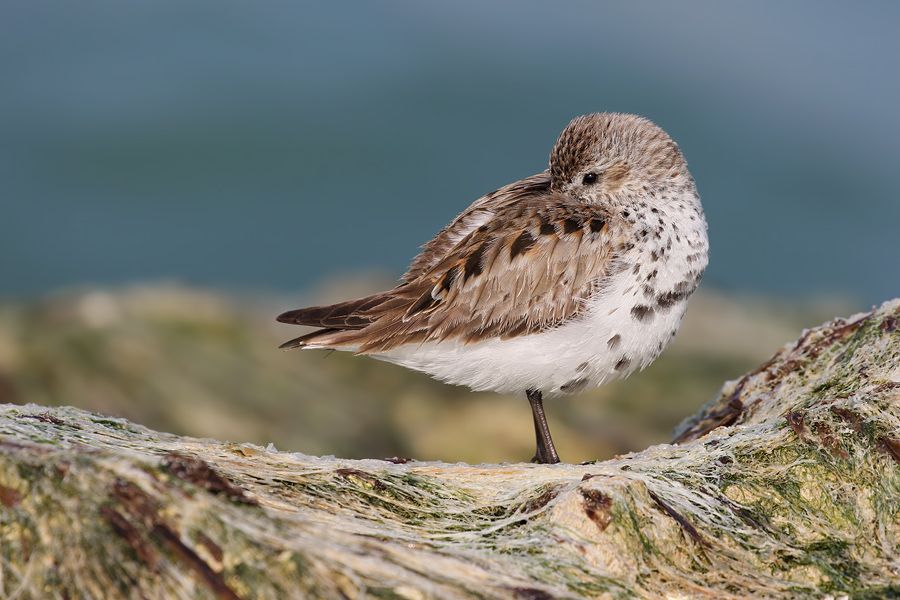 IMAGE: http://img.photobucket.com/albums/v111/joe47/7D2_2602%20b%20900.jpg~original