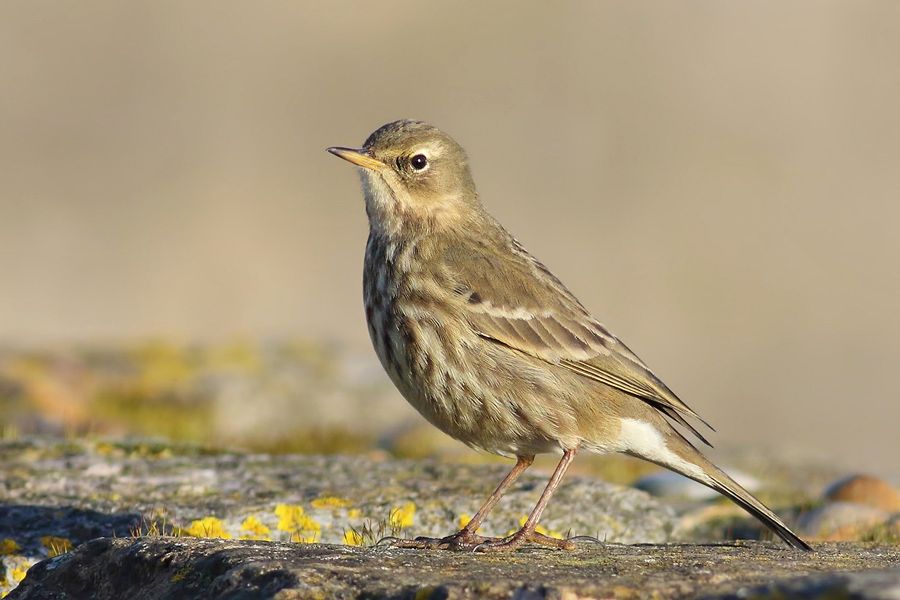 IMAGE: http://img.photobucket.com/albums/v111/joe47/7D2_2645%20b%20900.jpg~original