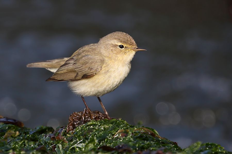 IMAGE: http://img.photobucket.com/albums/v111/joe47/7D2_2685%20b%20900.jpg~original