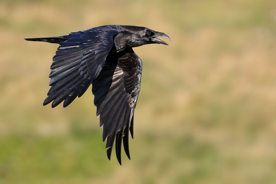 IMAGE: http://img.photobucket.com/albums/v111/joe47/7D2_2727%20b%20900.jpg~original