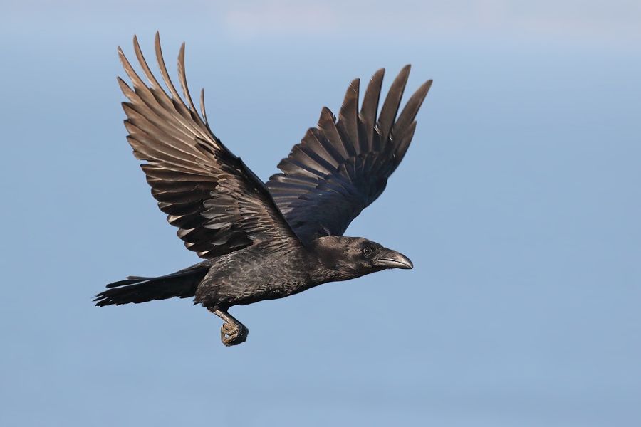 IMAGE: http://img.photobucket.com/albums/v111/joe47/7D2_2971%20b%20900.jpg~original