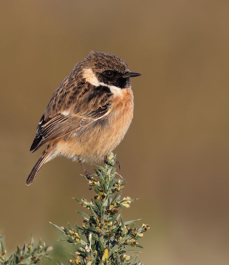 IMAGE: http://img.photobucket.com/albums/v111/joe47/7D2_3136%20b%20900.jpg~original