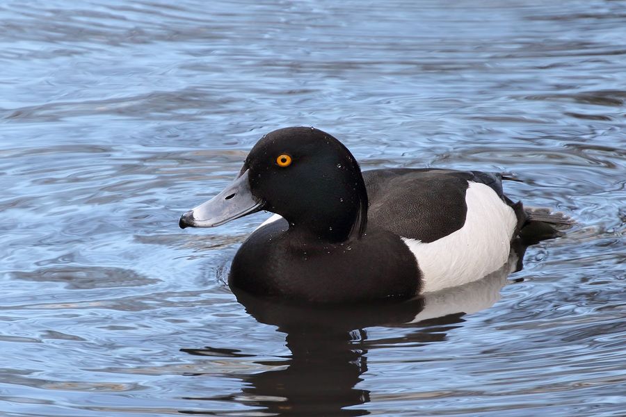 IMAGE: http://img.photobucket.com/albums/v111/joe47/7D2_3610%20b%20900.jpg~original