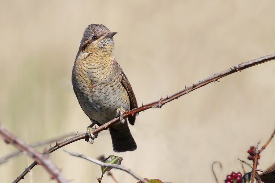 IMAGE: http://img.photobucket.com/albums/v111/joe47/7D2_3859%20b%20900.jpg~original