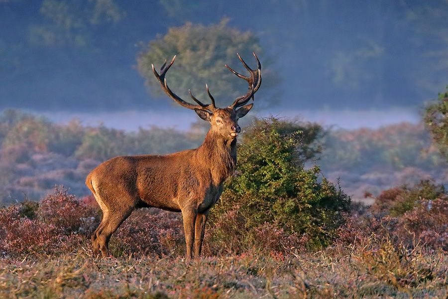 IMAGE: http://img.photobucket.com/albums/v111/joe47/7D2_3996%20b%20900.jpg~original