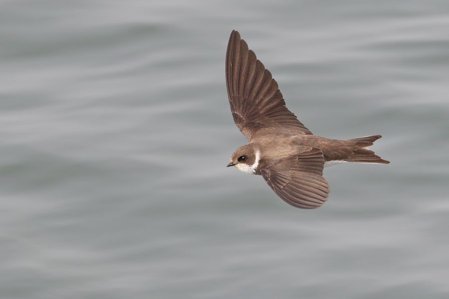 IMAGE: http://img.photobucket.com/albums/v111/joe47/7D2_4061%20b%20900.jpg~original