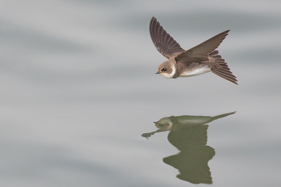 IMAGE: http://img.photobucket.com/albums/v111/joe47/7D2_4067%20b%20900.jpg~original