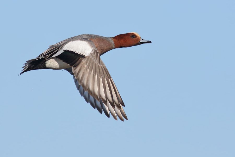 IMAGE: http://img.photobucket.com/albums/v111/joe47/7D2_4237%20b%20cr%20900.jpg~original