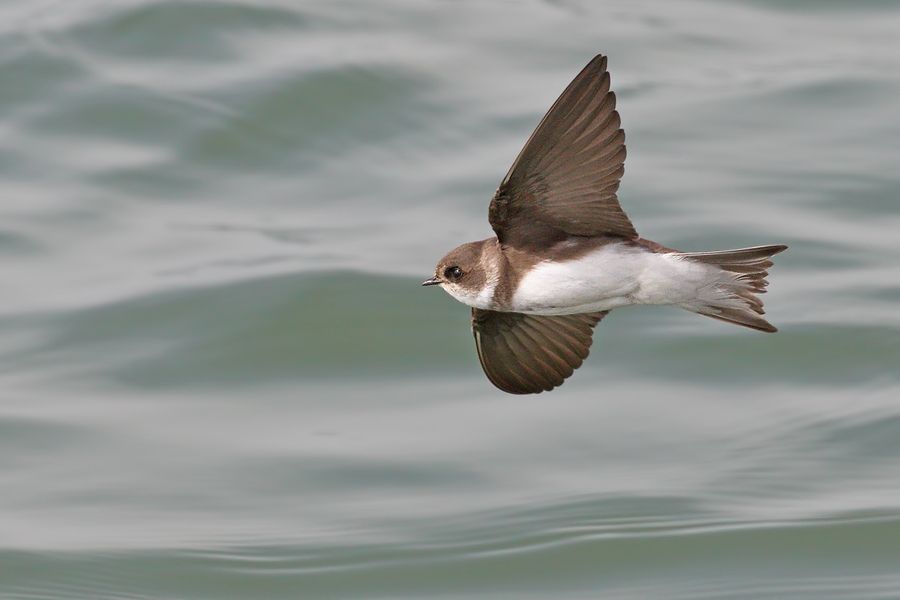 IMAGE: http://img.photobucket.com/albums/v111/joe47/7D2_4260%20b%20900.jpg~original