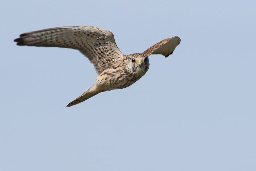 IMAGE: http://img.photobucket.com/albums/v111/joe47/7D2_4453%20b%20900.jpg~original