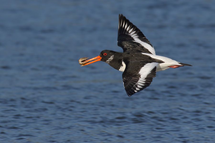 IMAGE: http://img.photobucket.com/albums/v111/joe47/7D2_4585%20b%20900.jpg~original