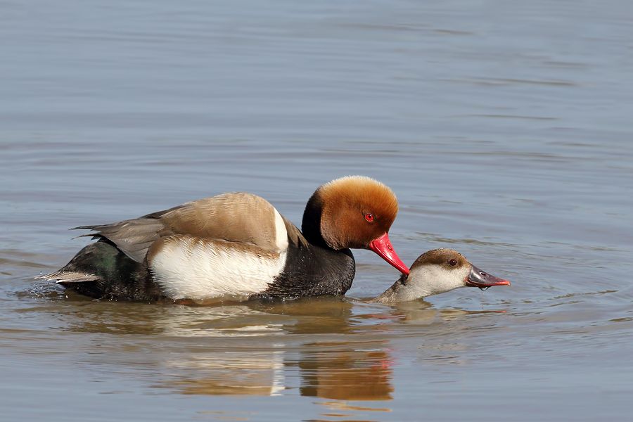 IMAGE: http://img.photobucket.com/albums/v111/joe47/7D2_4709%20b%20900.jpg~original