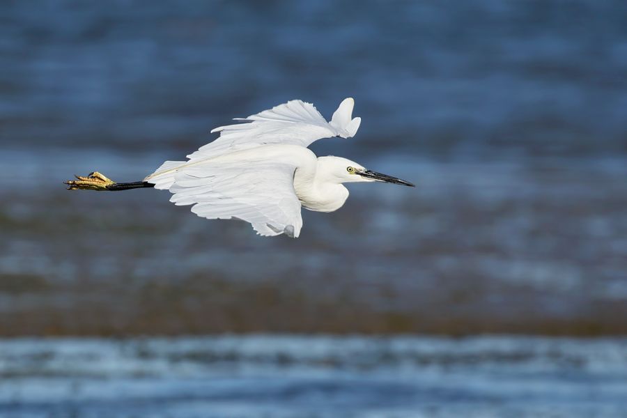 IMAGE: http://img.photobucket.com/albums/v111/joe47/7D2_4900%20b%20900.jpg~original