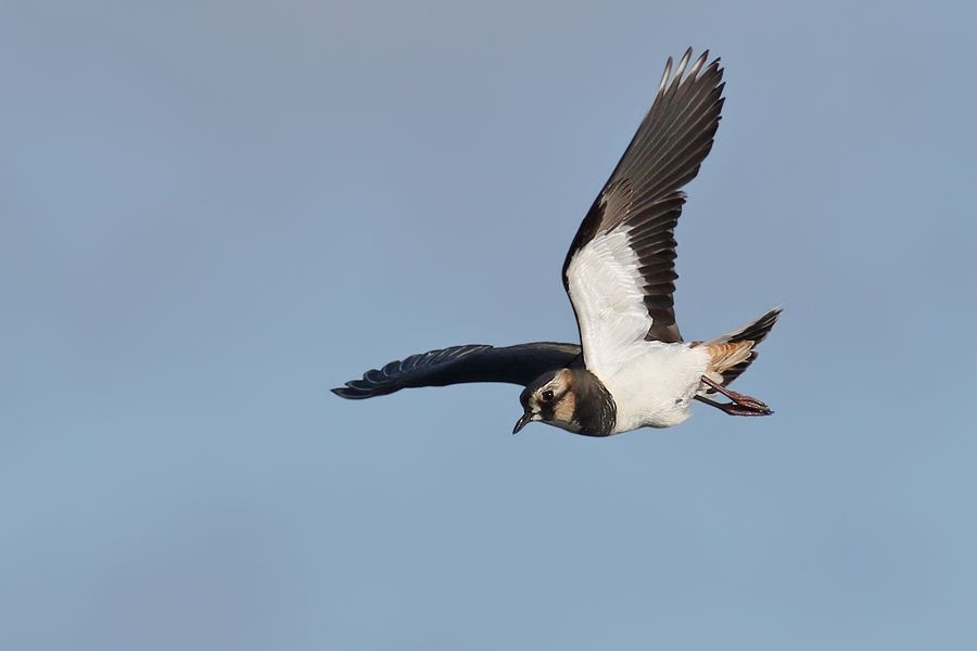 IMAGE: http://img.photobucket.com/albums/v111/joe47/7D2_5096%20b%20900.jpg~original