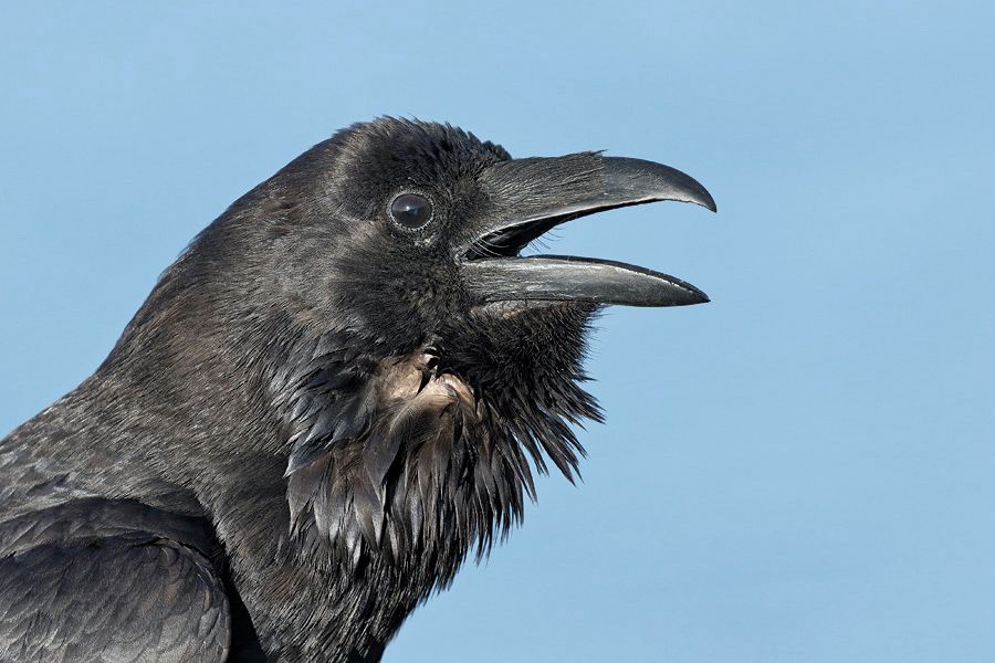 IMAGE: http://img.photobucket.com/albums/v111/joe47/7D2_5179%20b%20900%20b.jpg~original