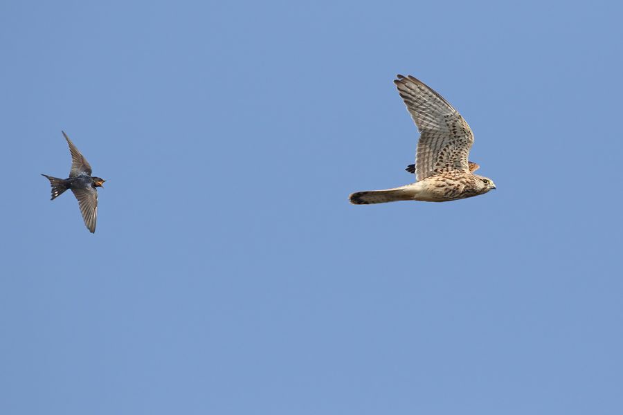 IMAGE: http://img.photobucket.com/albums/v111/joe47/7D2_5370%20b%20900.jpg~original