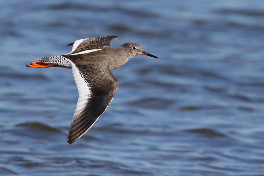 IMAGE: http://img.photobucket.com/albums/v111/joe47/7D2_5542%20b%20900.jpg~original