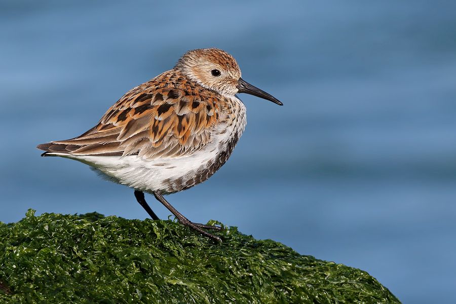 IMAGE: http://img.photobucket.com/albums/v111/joe47/7D2_5877%20b%20900.jpg~original