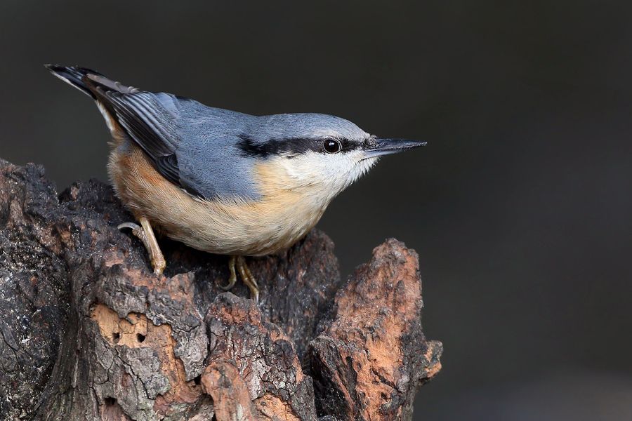 IMAGE: http://img.photobucket.com/albums/v111/joe47/7D2_6136%20b%20900.jpg~original