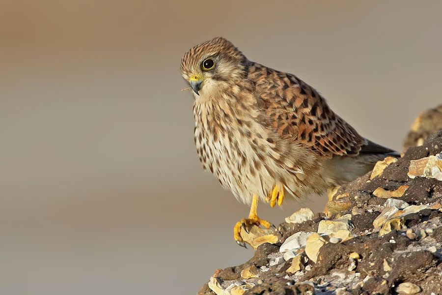 IMAGE: http://img.photobucket.com/albums/v111/joe47/7D2_6275%20b%20900.jpg~original