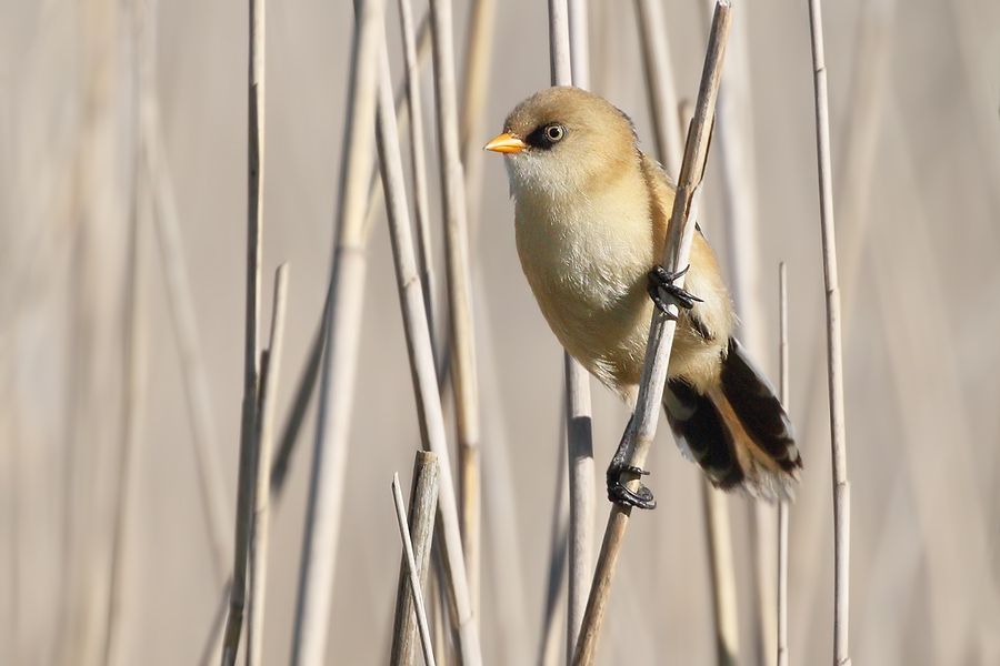 IMAGE: http://img.photobucket.com/albums/v111/joe47/7D2_6324%20b%20cr%20900.jpg~original