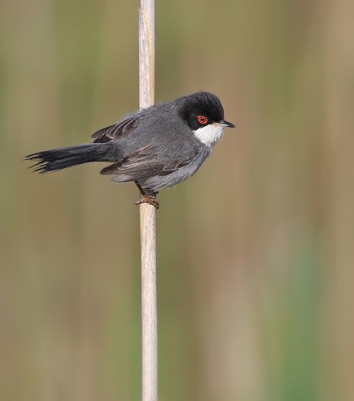 IMAGE: http://img.photobucket.com/albums/v111/joe47/7D2_6359%20b%20800%20b.jpg~original