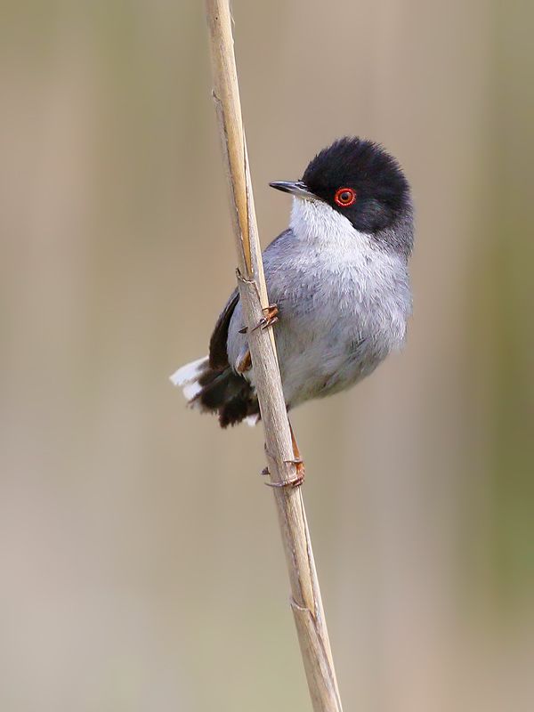 IMAGE: http://img.photobucket.com/albums/v111/joe47/7D2_6610%20b%20800.jpg~original