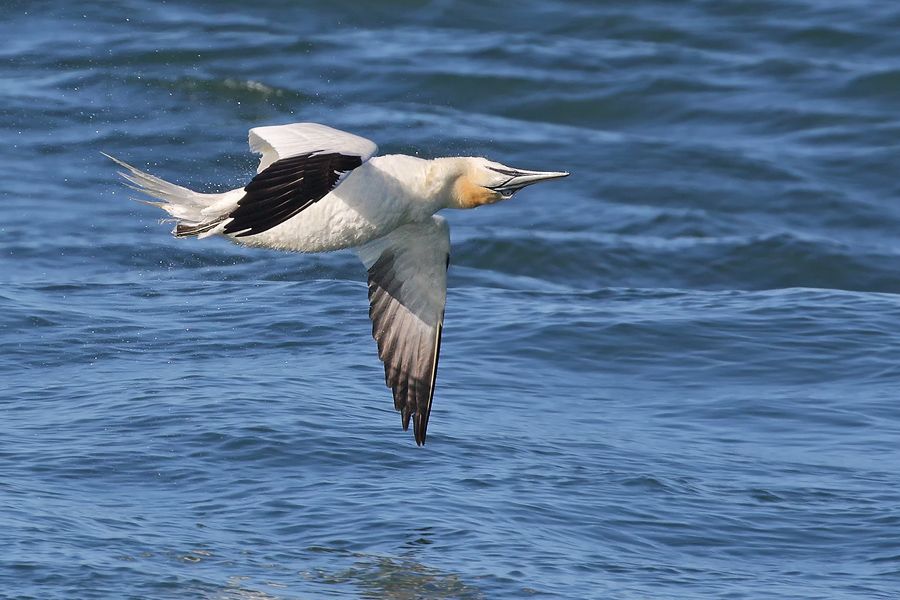 IMAGE: http://img.photobucket.com/albums/v111/joe47/7D2_6712%20b%20900.jpg~original