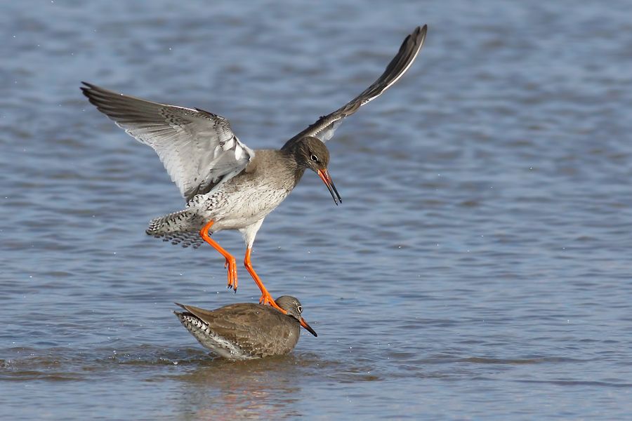 IMAGE: http://img.photobucket.com/albums/v111/joe47/7D2_6798%20b%20900.jpg~original