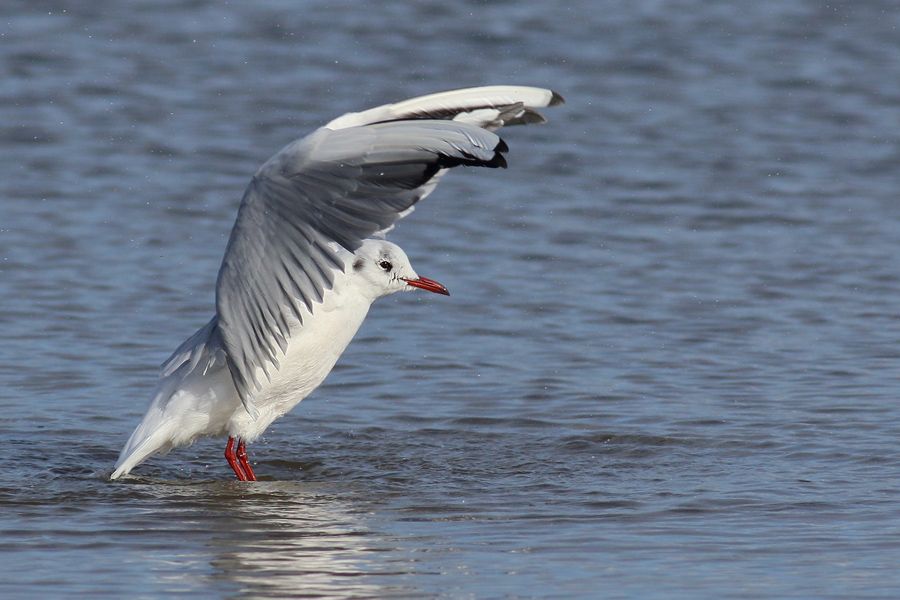 IMAGE: http://img.photobucket.com/albums/v111/joe47/7D2_6849%20b%20900.jpg~original