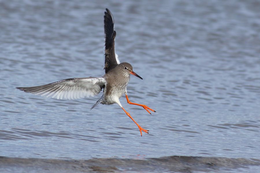 IMAGE: http://img.photobucket.com/albums/v111/joe47/7D2_6897%20b%20900.jpg~original