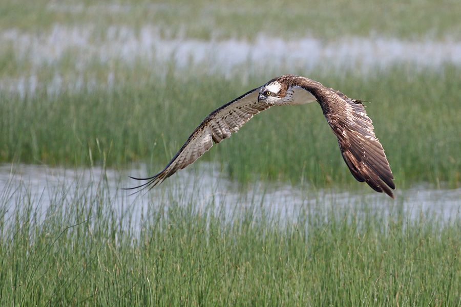 IMAGE: http://img.photobucket.com/albums/v111/joe47/7D2_7125%20b%20900.jpg~original