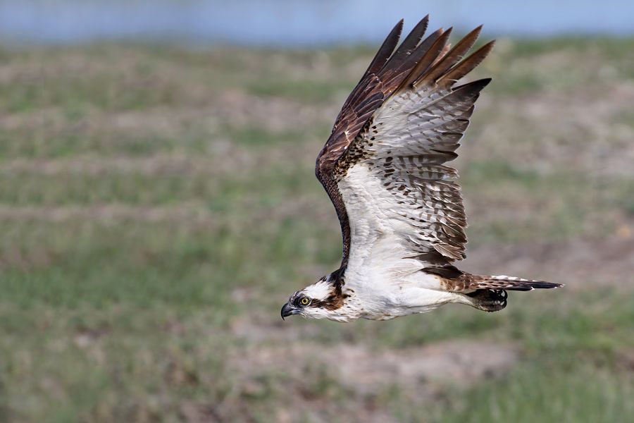 IMAGE: http://img.photobucket.com/albums/v111/joe47/7D2_7135%20900.jpg~original