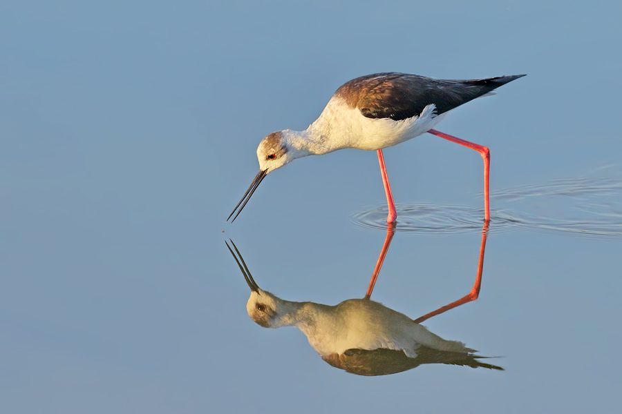 IMAGE: http://img.photobucket.com/albums/v111/joe47/7D2_7196%20b%20900%20c.jpg~original