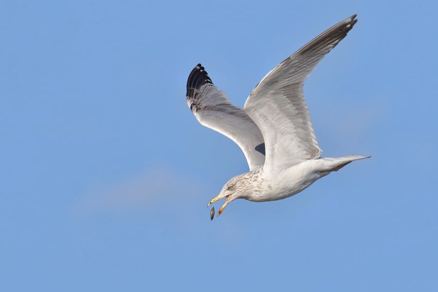 IMAGE: http://img.photobucket.com/albums/v111/joe47/7D2_7286%20b%20900.jpg~original