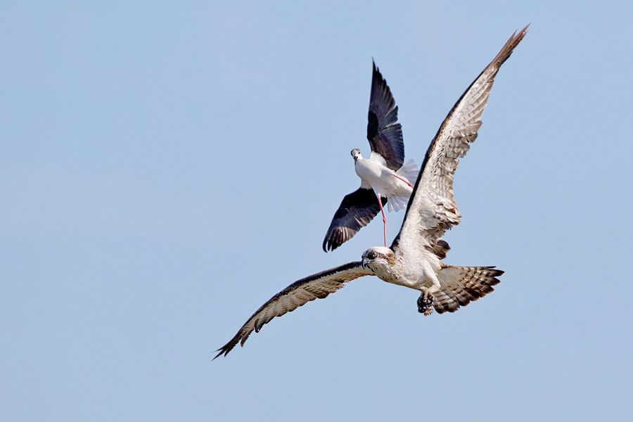 IMAGE: http://img.photobucket.com/albums/v111/joe47/7D2_7327%20b%20900.jpg~original