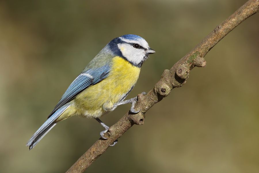 IMAGE: http://img.photobucket.com/albums/v111/joe47/7D2_7487%20b%20900.jpg~original