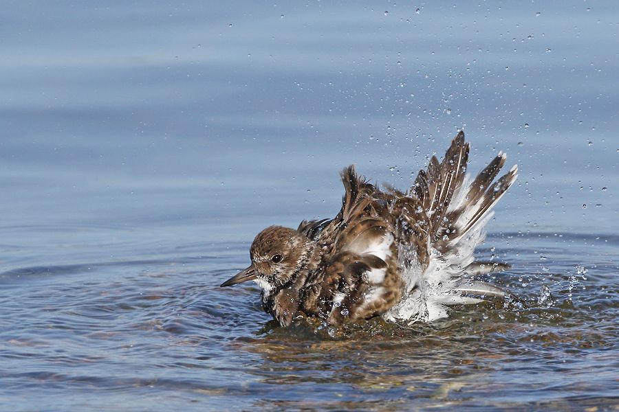 IMAGE: http://img.photobucket.com/albums/v111/joe47/7D2_7583%20b%20900.jpg~original