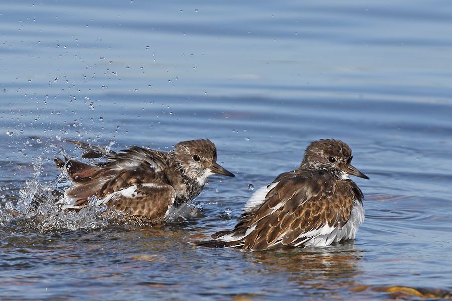 IMAGE: http://img.photobucket.com/albums/v111/joe47/7D2_7673%20b%20900.jpg~original