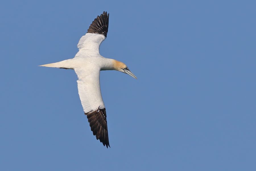 IMAGE: http://img.photobucket.com/albums/v111/joe47/7D2_7830%20b%20900.jpg~original