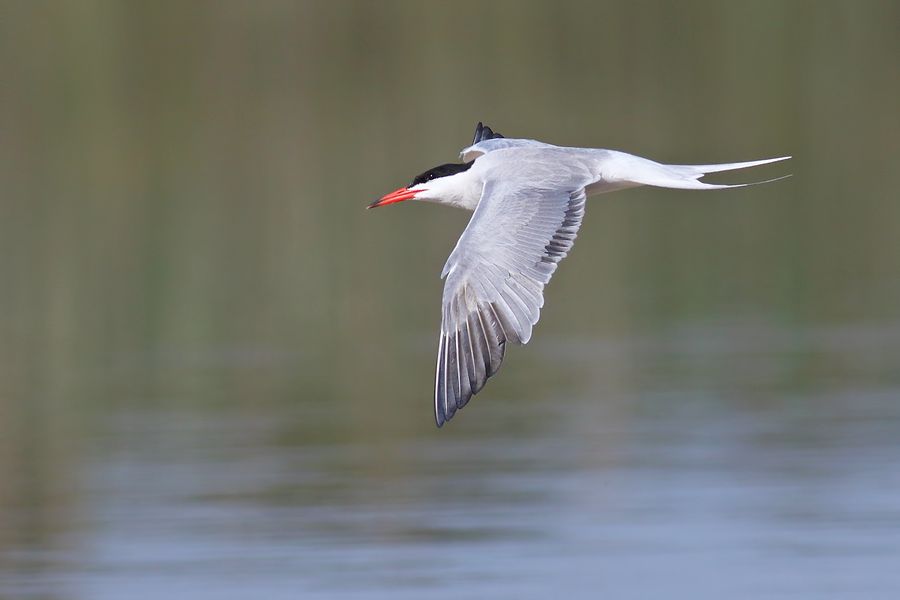 IMAGE: http://img.photobucket.com/albums/v111/joe47/7D2_7839%20%20b%20900.jpg~original