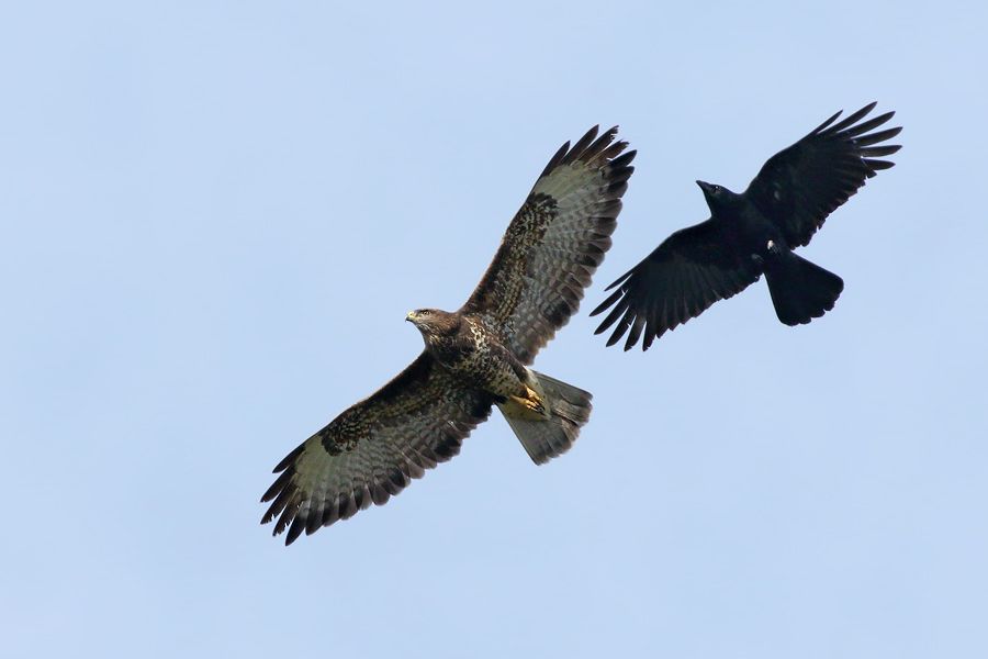 IMAGE: http://img.photobucket.com/albums/v111/joe47/7D2_7860%20b%20b%20900.jpg~original