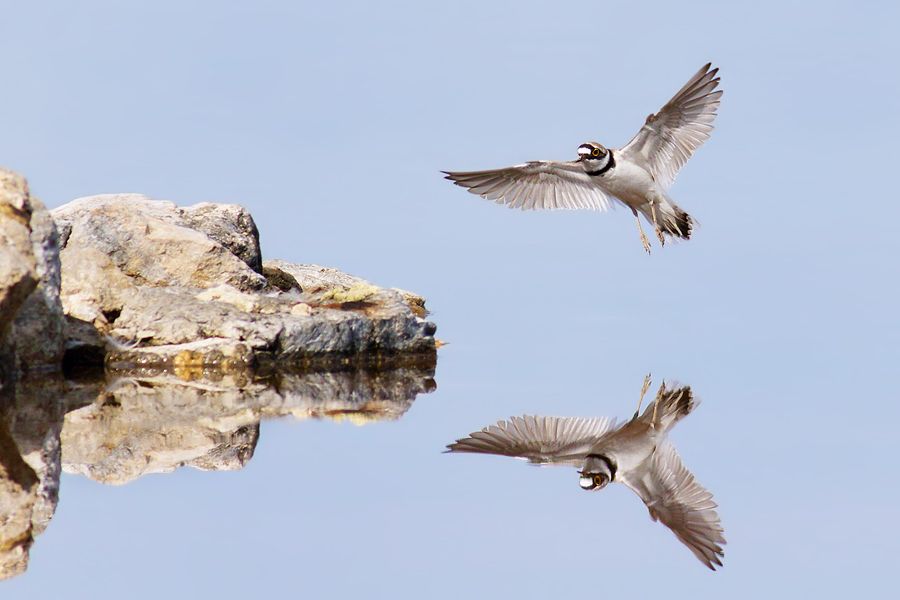 IMAGE: http://img.photobucket.com/albums/v111/joe47/7D2_7930%20b%20900.jpg~original