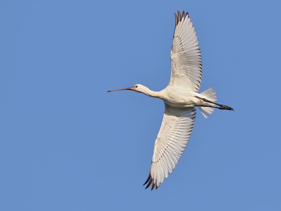 IMAGE: http://img.photobucket.com/albums/v111/joe47/7D2_8064%20b%20900.jpg~original