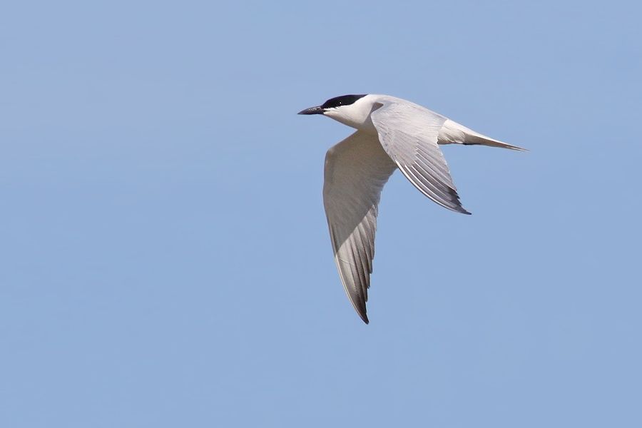 IMAGE: http://img.photobucket.com/albums/v111/joe47/7D2_8189%20b%20900.jpg~original