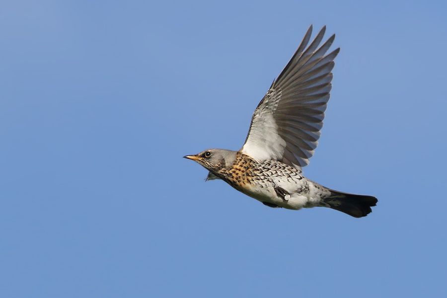 IMAGE: http://img.photobucket.com/albums/v111/joe47/7D2_8412%20b%20900.jpg~original