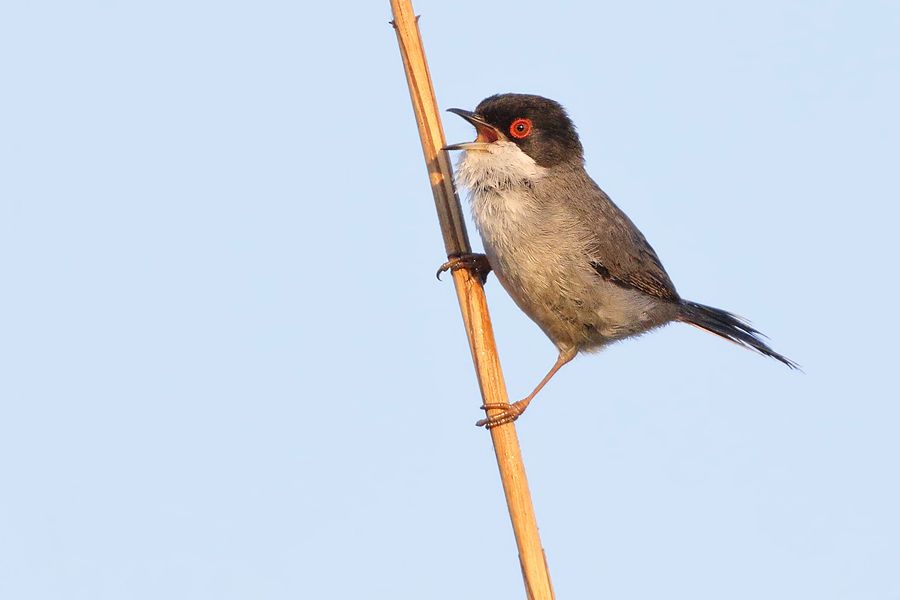 IMAGE: http://img.photobucket.com/albums/v111/joe47/7D2_8503%20bb%20900%20b.jpg~original